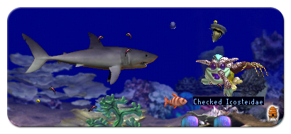 Face to Face with a Creatures Shark