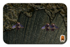 The Bats of Creatures